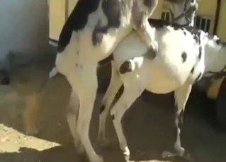 Donkey-on-donkey sucking scene with nasty sounds