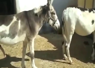 Donkey-on-donkey sucking scene with nasty sounds