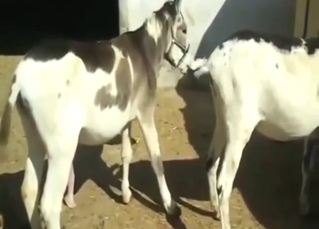 Donkey-on-donkey sucking scene with nasty sounds