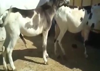 Donkey-on-donkey sucking scene with nasty sounds