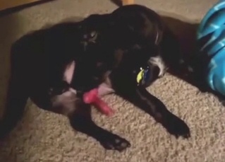 Zoo porn with self-love from a sexed-up doggo