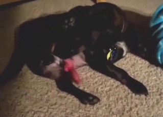 Zoo porn with self-love from a sexed-up doggo