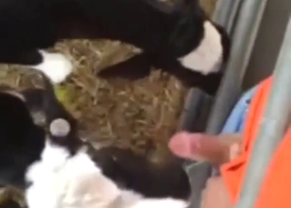 Bestiality porn shows a guy getting sucked in POV