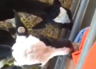 Bestiality porn shows a guy getting sucked in POV