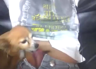Zoophile porn shows a tiny dog licking a fat cock