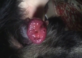 Bestiality sex solo with a huge cumshot from dog