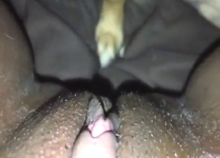 Close-up licking with a wet zoophilic pussy in HQ