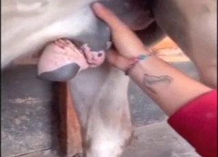 Zoophile porn dealing with dick-stroking, orgasms