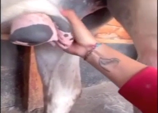 Zoophile porn dealing with dick-stroking, orgasms