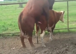 Bestiality porn shows a bull ready to fuck hot vag