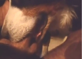 Zoo sex starts with a dog sucking that boner