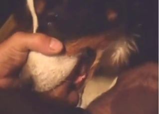 Zoo sex starts with a dog sucking that boner