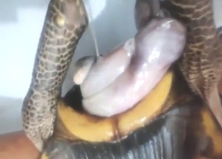 Zoophile lady lets a turtle fuck her exposed cunt