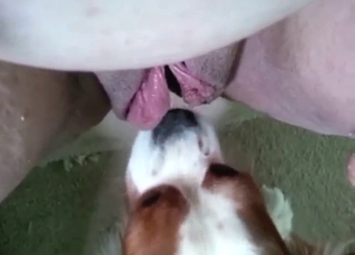 Zoo sex has never looked more tasteful than here