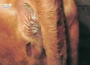 Zoo porn with a majestic brown mare teasing