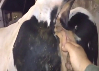 Zoophile porn showing a cow that gets fisted hard