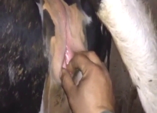 Zoophile porn showing a cow that gets fisted hard