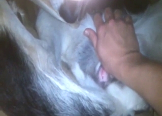 Zoo porn with a dog that gets freaky in POV scene