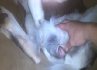 Zoo porn with a dog that gets freaky in POV scene