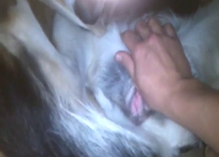 Zoo porn with a dog that gets freaky in POV scene