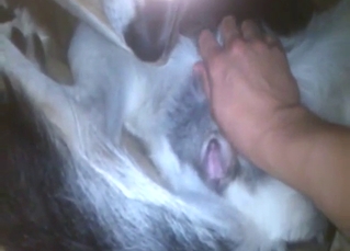 Zoo porn with a dog that gets freaky in POV scene