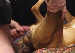 Zoo XXX showing a brown dog's pussy gaped
