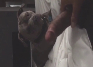 Zoo sex showing a sexy dog that licks the cock