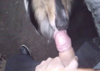 Zoo porn with a facial for a super-slutty doggo