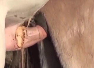 Zoo sex with horses and their MESSY mating