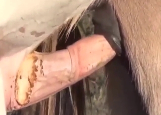 Zoo sex with horses and their MESSY mating