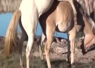 Zoo sex with horses and their MESSY mating