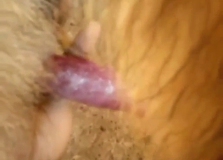 Dog cock is going to slide right in, it's fun vid