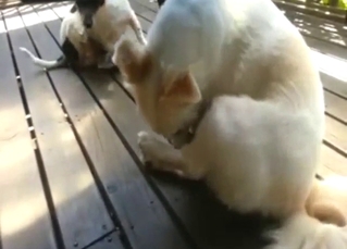 Outdoor masturbation from a white dog, it's hot