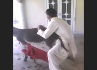 Dude shows why men like him love donkey pussy