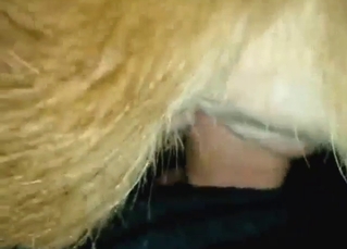 Calf cunt getting fucked in a POV gape scene