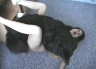 Black dog fucking a brunette girl on the floor