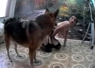 Sheep dog lovers licking her holes