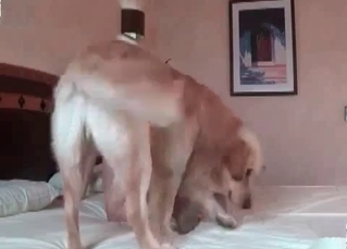 Wild puppy presents this chick a cunnilingus