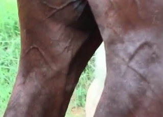 Fountain of sperm from the stallion's boner